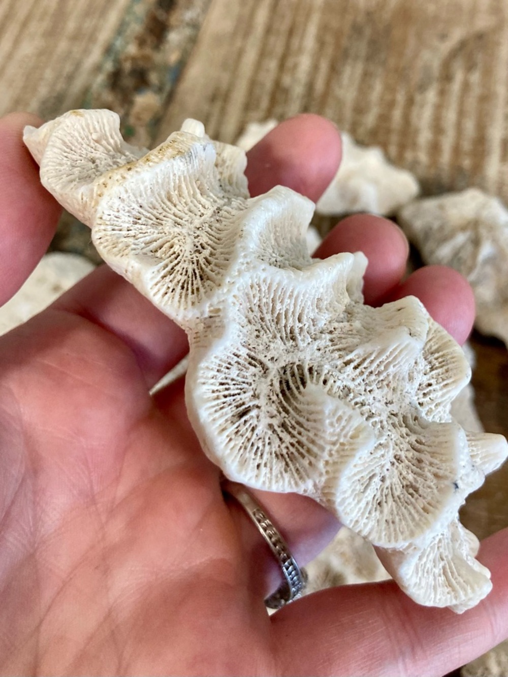 Fossilized Coral Collection 12 Pieces Instant Rock Collection - Picture 13 of 16